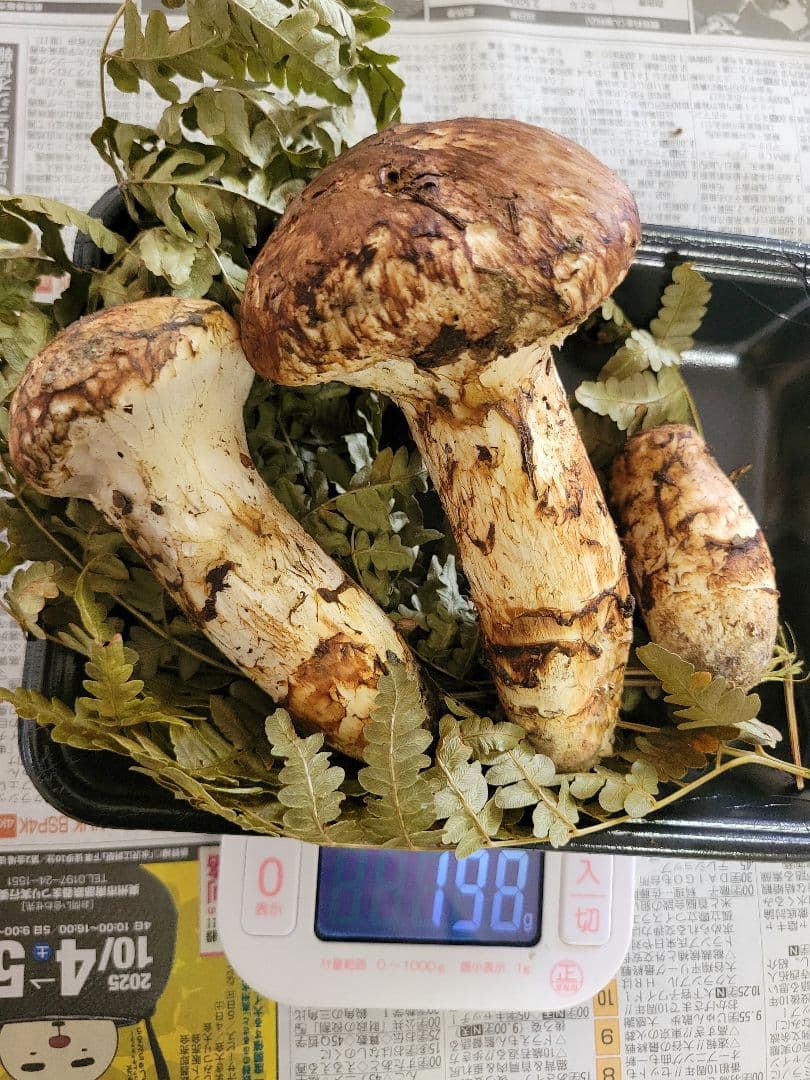 10月18日採り 岩手県産 松茸 マツタケ 国産 まつたけ
