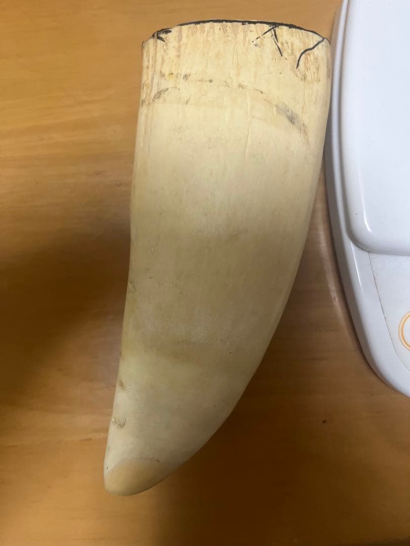 希少　マッコウクジラ　歯　372g