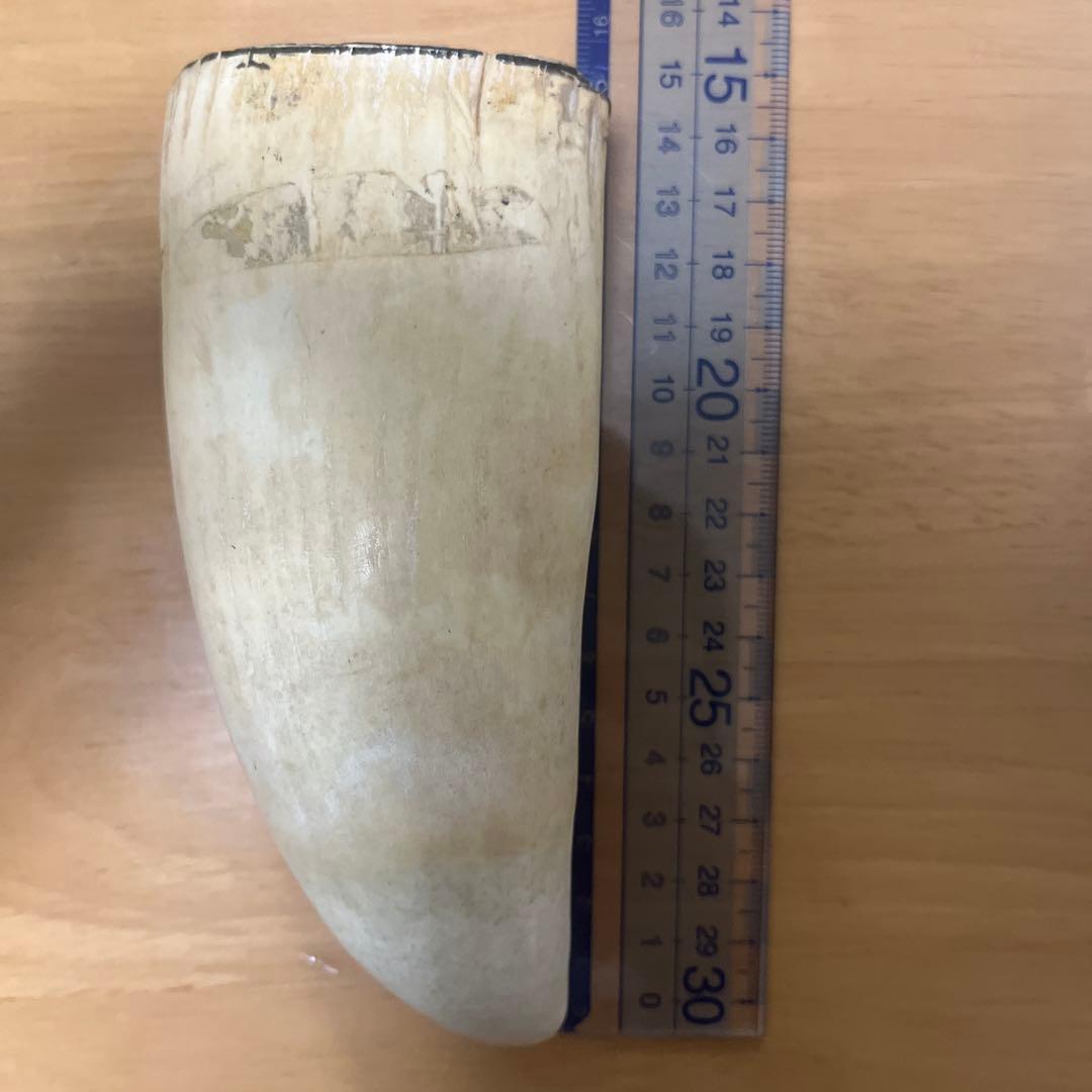 希少　マッコウクジラ　歯　372g