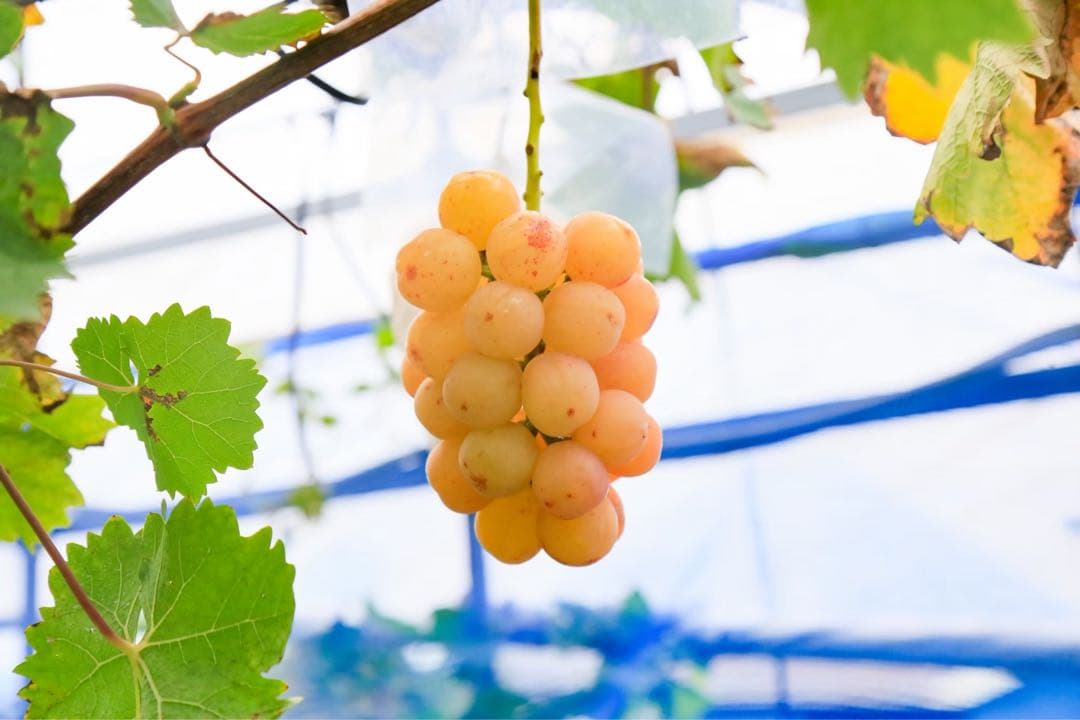 ☆7~8房ぶどうの玉手箱☆4kg（クイーンルージュ．紅環）