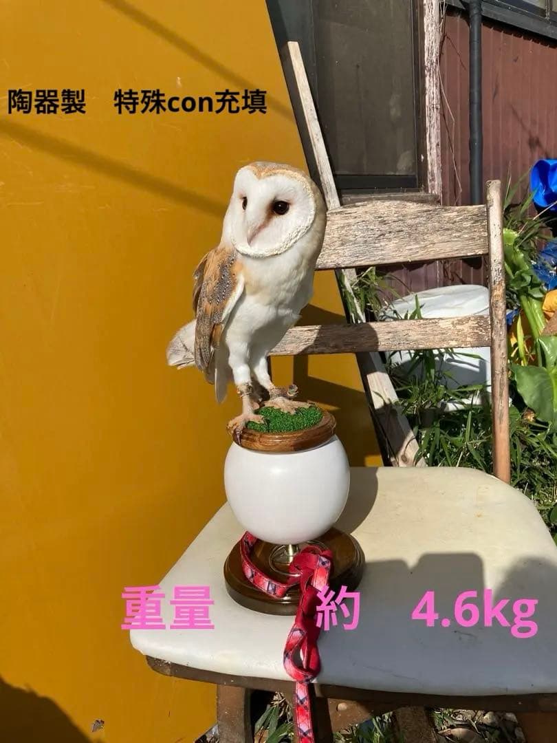 極　中型猛禽パーチ，ファルコンブロックＣ