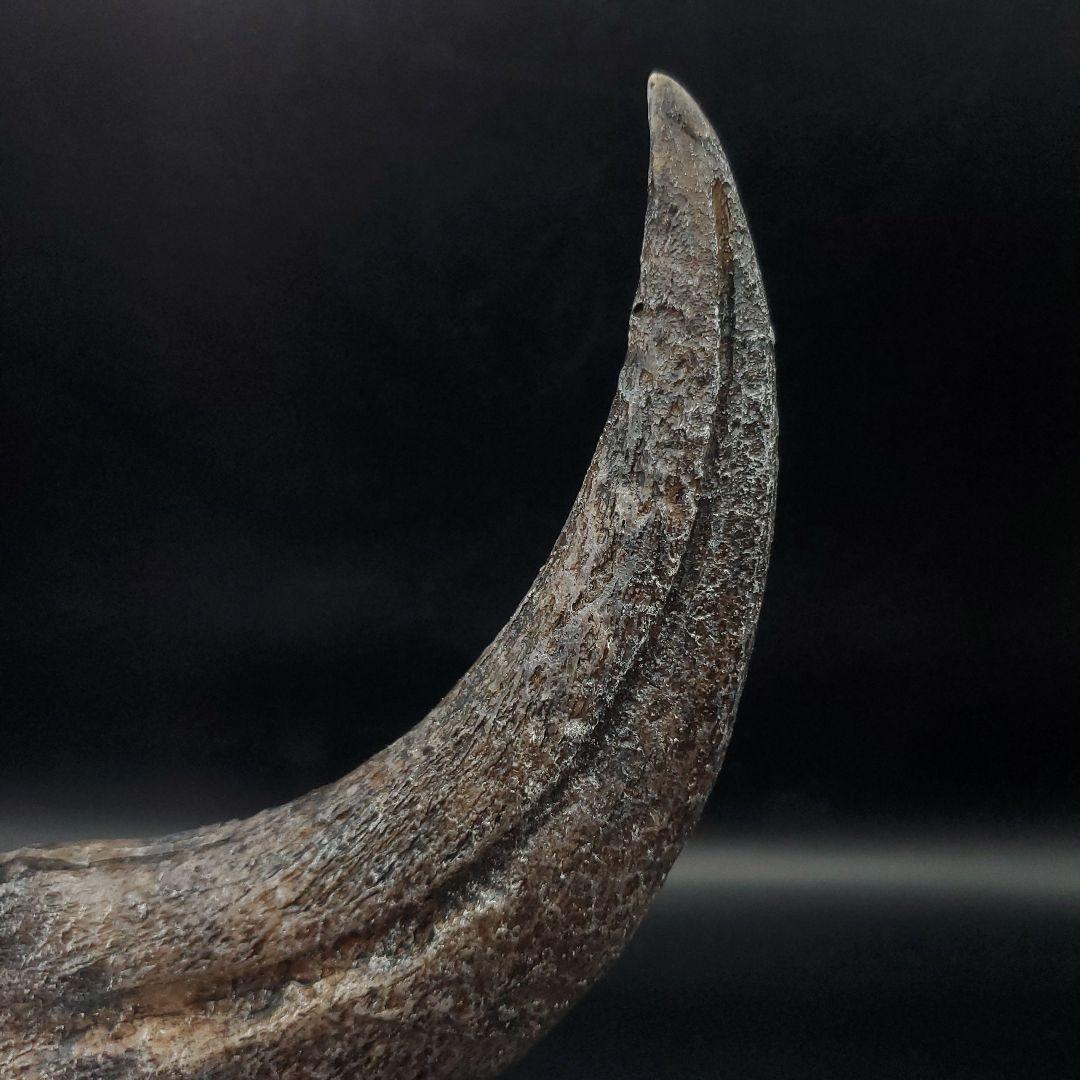 スピノサウルス 爪 レプリカ 178.54mm spr1