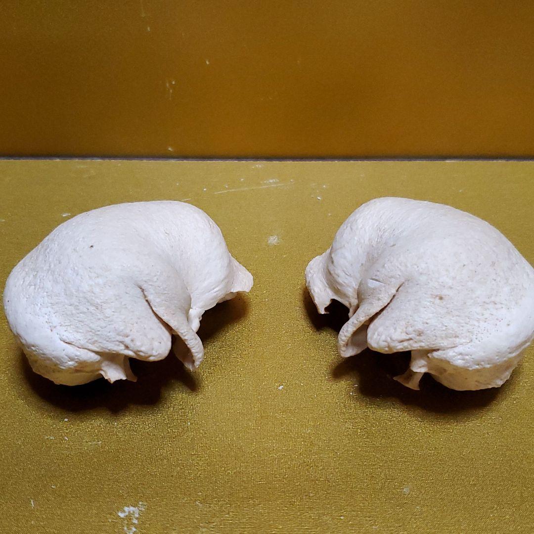 鯨耳　ミンククジラ　耳　一対