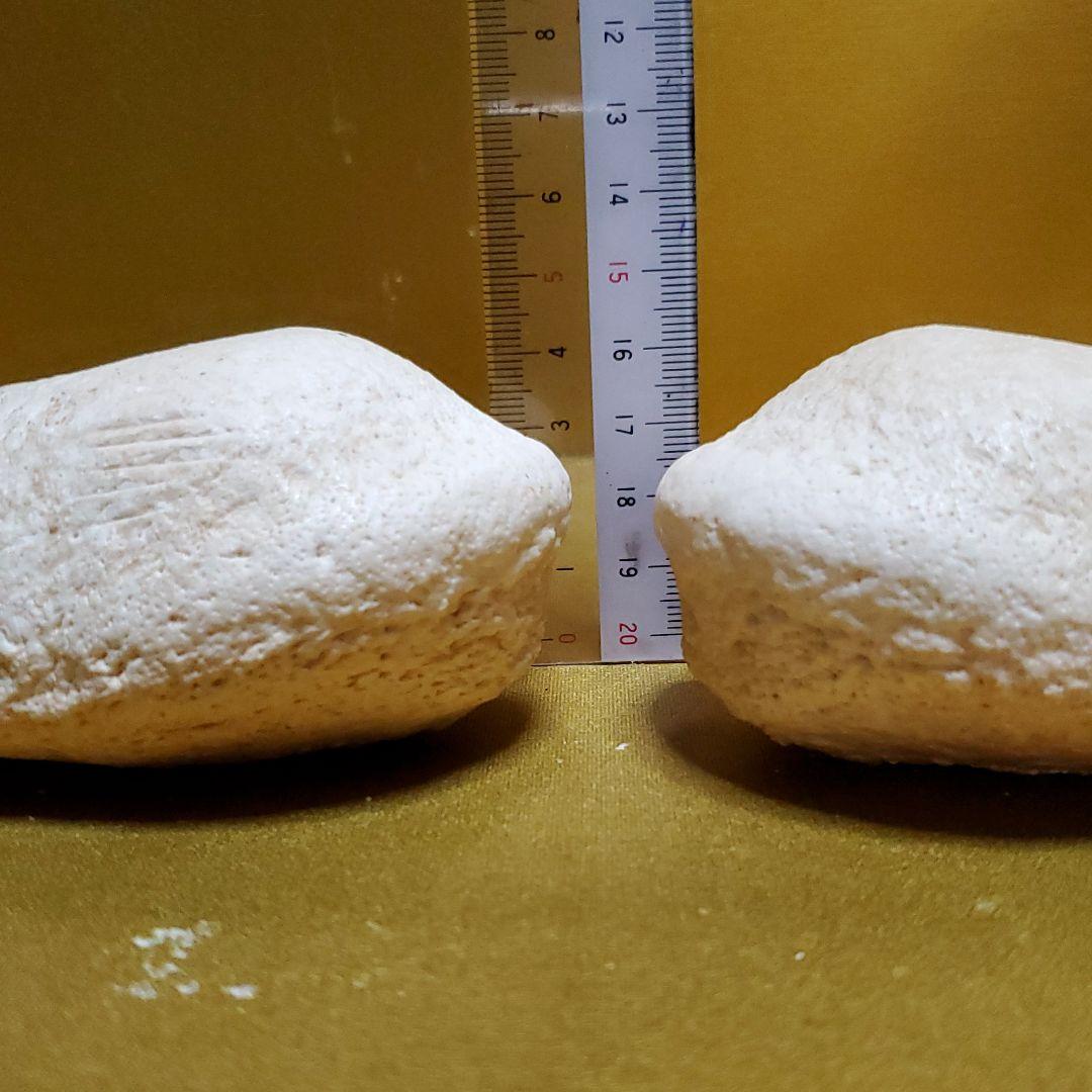 鯨耳　ミンククジラ　耳　一対