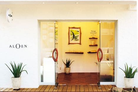 装飾用最高級流木★マングローブ系プレミアム