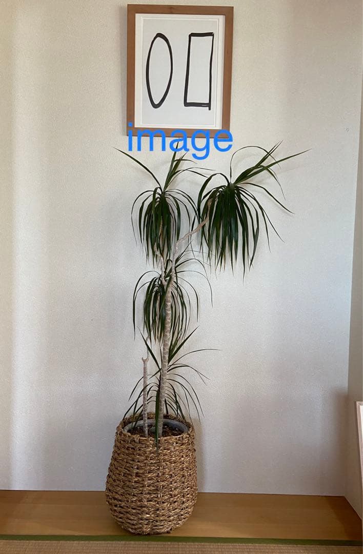 エルズワース・ケリー　リトグラフ