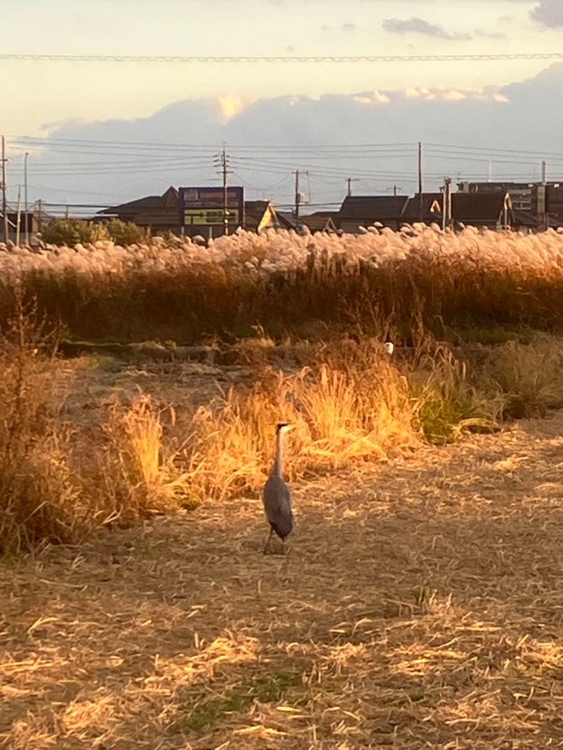 Chiicoさん専用です　令和5年度　20キロ自然栽培米　岡山倉敷