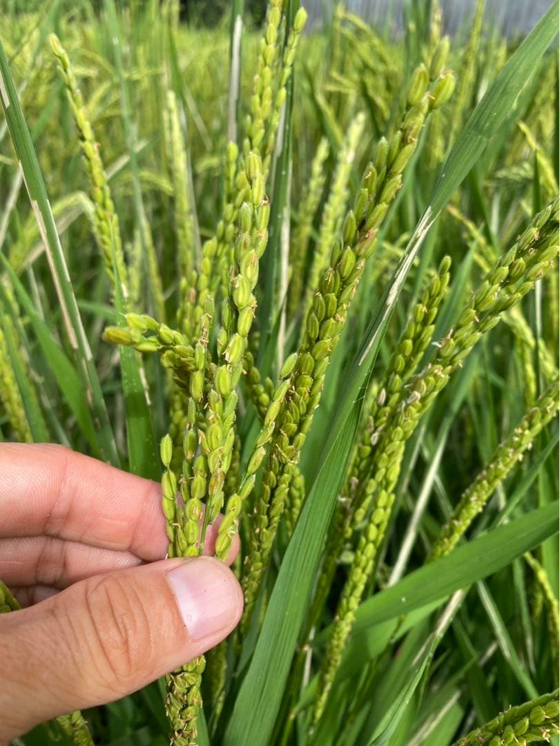 Chiicoさん専用です　令和5年度　20キロ自然栽培米　岡山倉敷