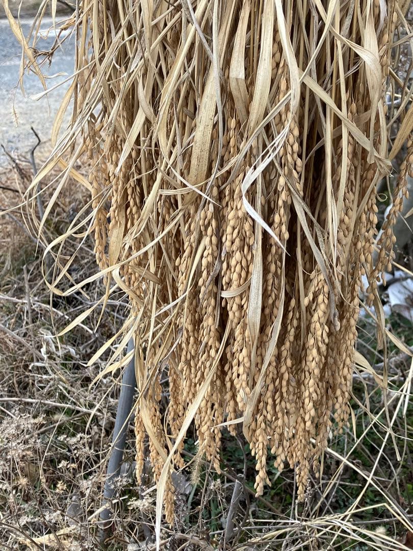 Chiicoさん専用です　令和5年度　20キロ自然栽培米　岡山倉敷