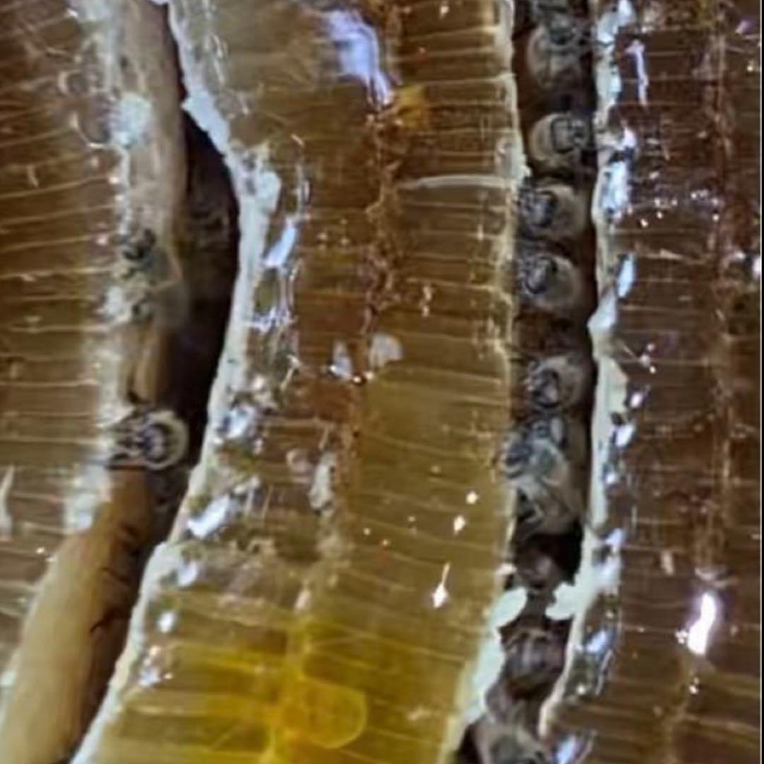 ドルガ リピ割適用 日本ミツバチ生はちみつ ジェラート風2瓶 とろとろ1瓶