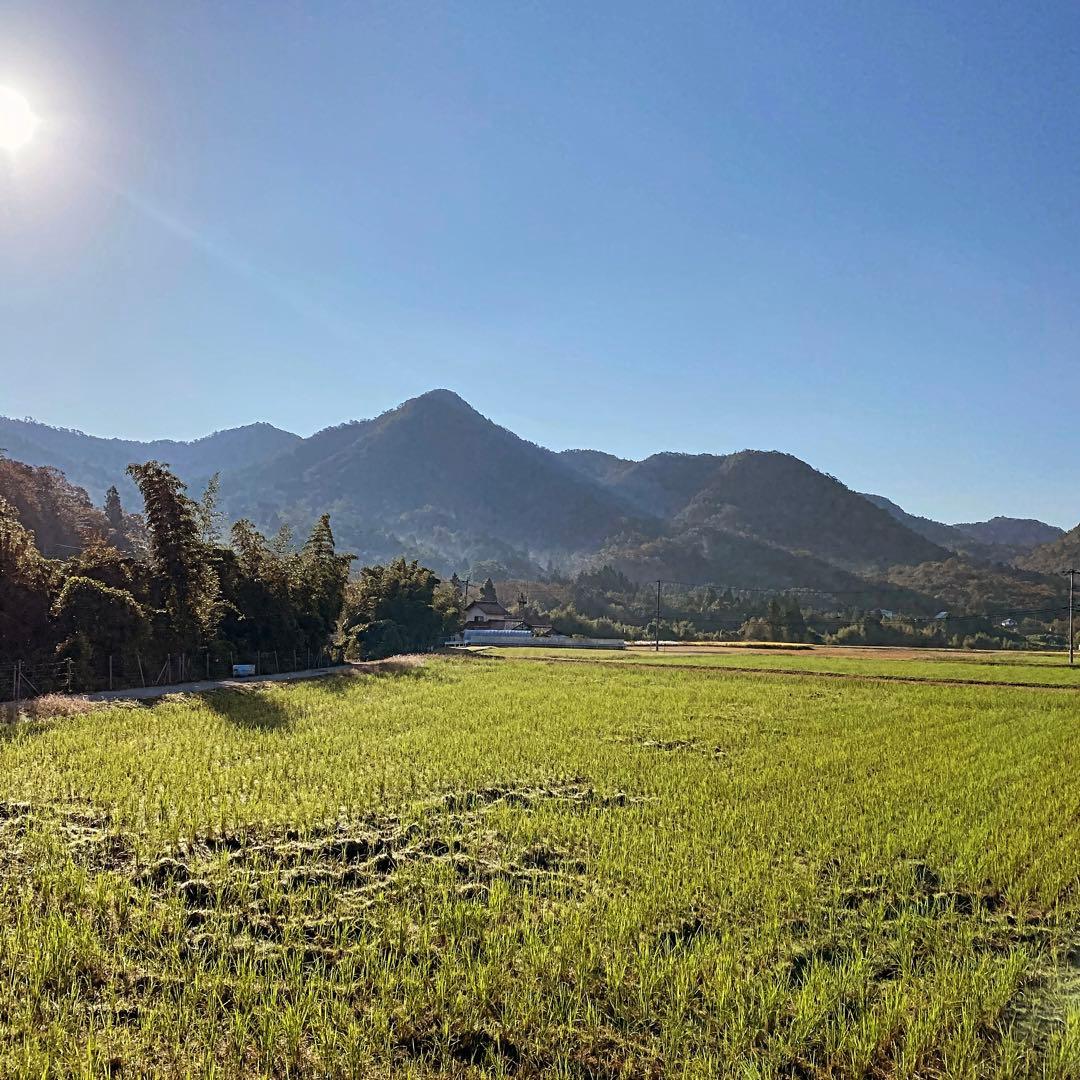 ドルガ リピ割適用 日本ミツバチ生はちみつ ジェラート風2瓶 とろとろ1瓶