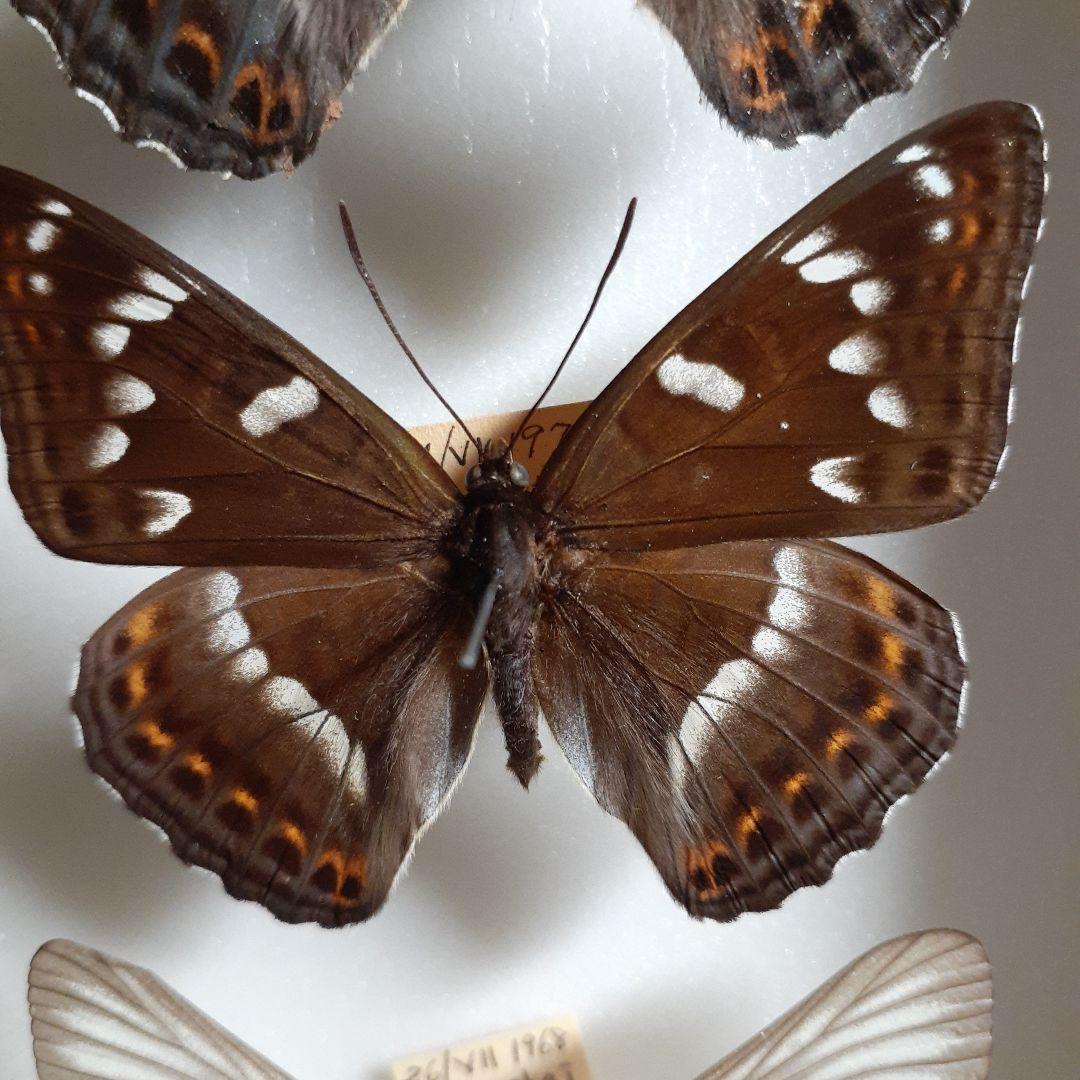 蝶標本　オオイチモンジ、クモマツマキチョウ、ミヤマシロチョウ(♀)標本箱入り