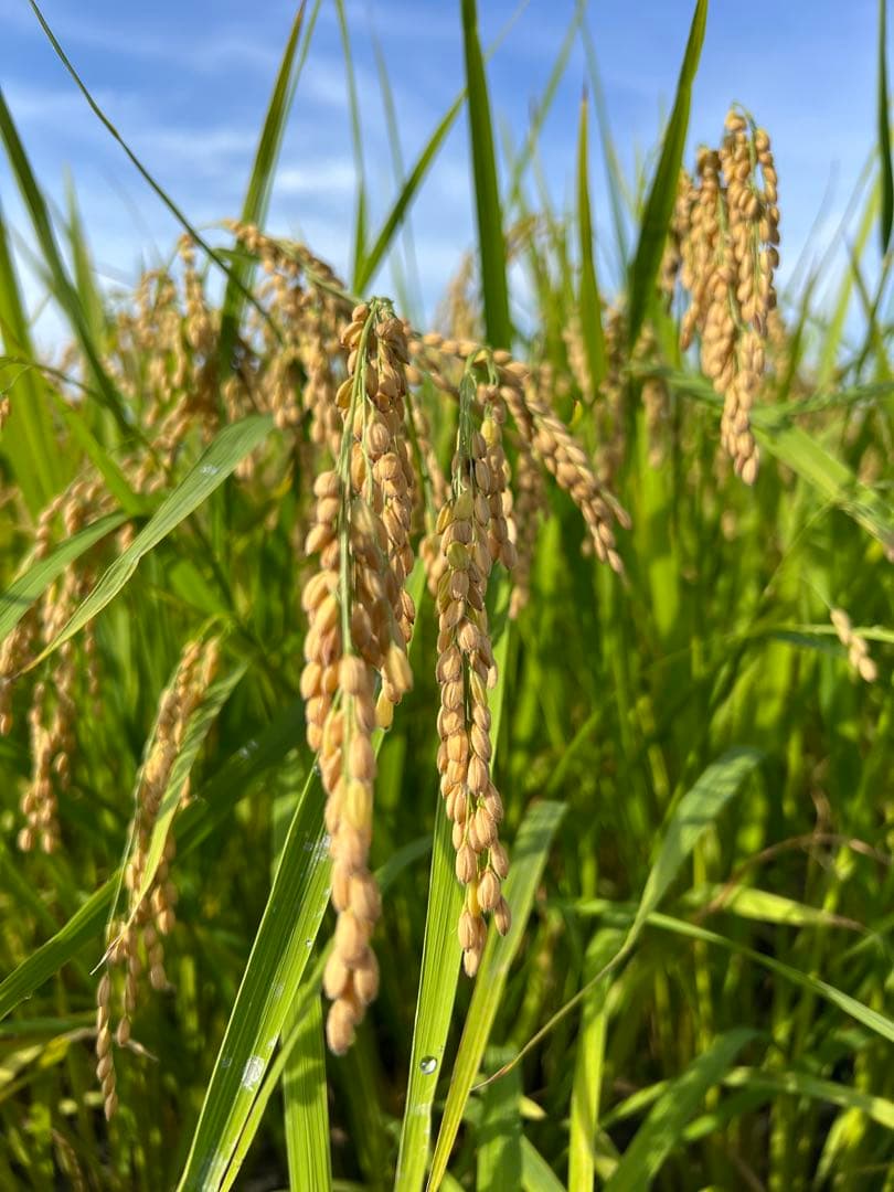 【令和7年産】【一等米】新潟県産従来品種コシヒカリ精米(白米)10kg B⑤