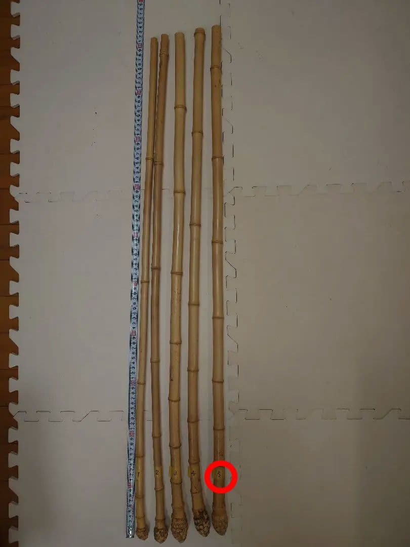 【淡竹】（根付き）❗