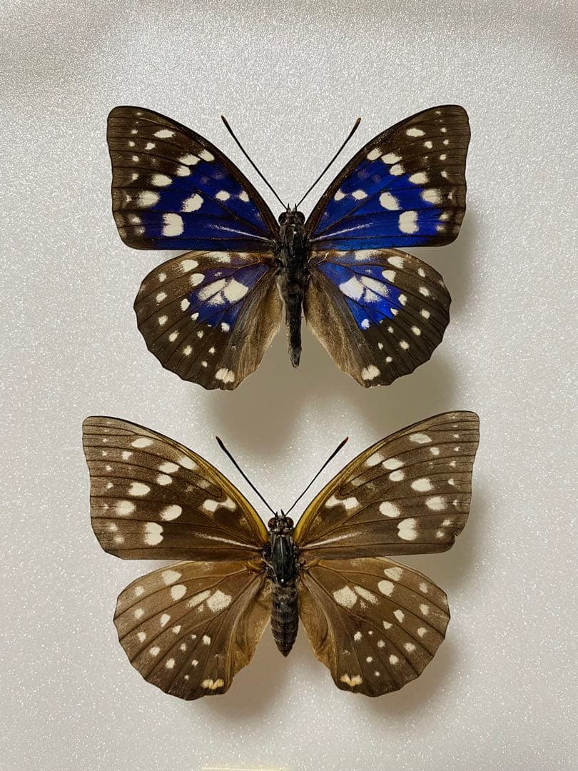 【ペア】モルフォオオムラサキ（滋賀県産）