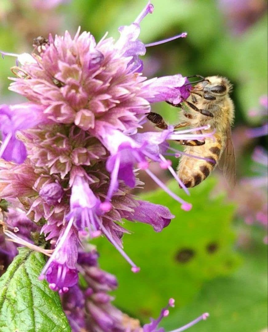 日本蜜蜂 生蜂蜜 ミツバチ 純粋 ニホンみつばち 非加熱 #8 宮城県産