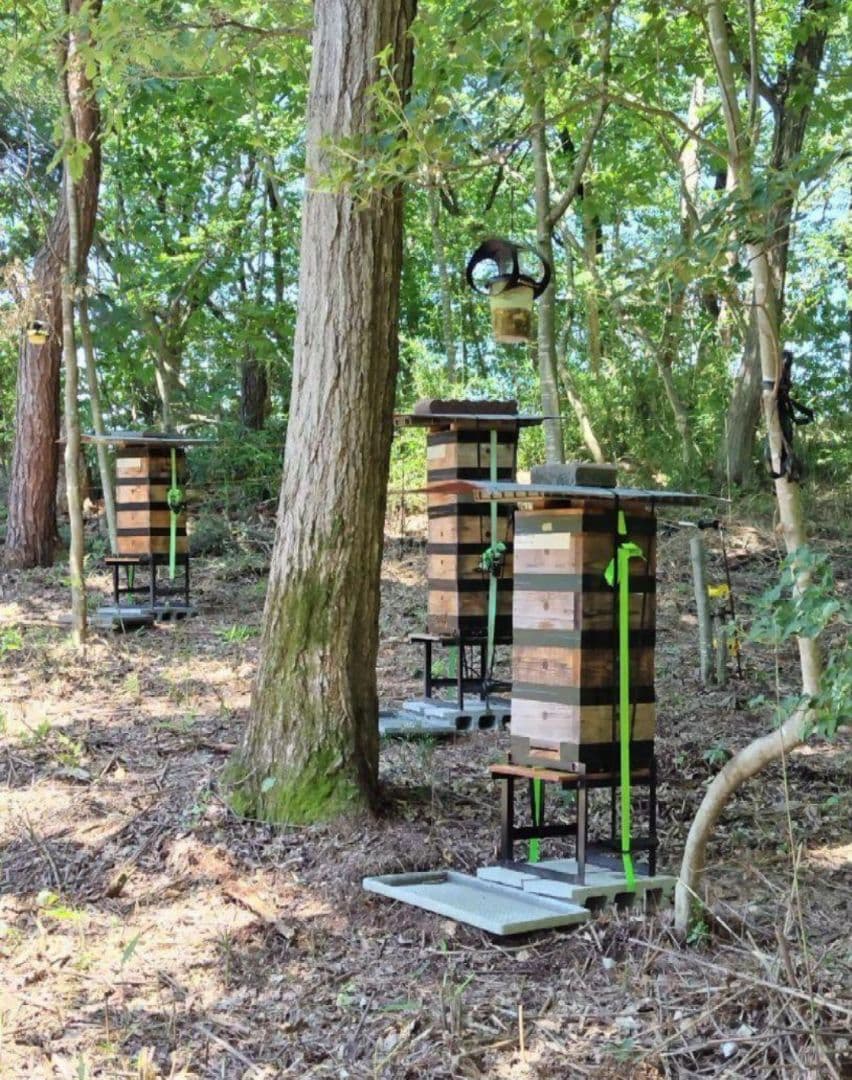 日本蜜蜂 生蜂蜜 ミツバチ 純粋 ニホンみつばち 非加熱 #8 宮城県産