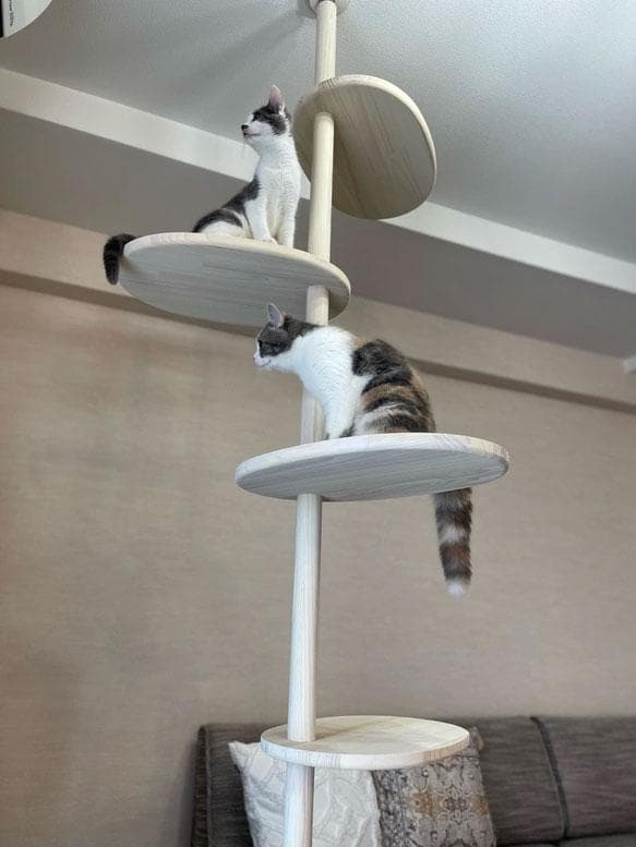 天然木　突っ張り型キャットタワー 5段 ホワイト　2ｍ40ｃｍ　送料無料