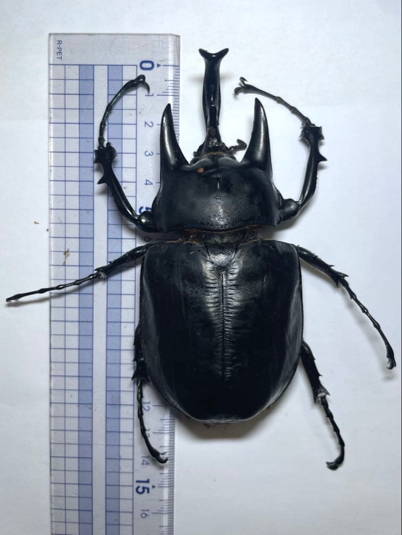 レックス(アクティオン)ゾウカブト　標本用　♂118mm ♀82mm