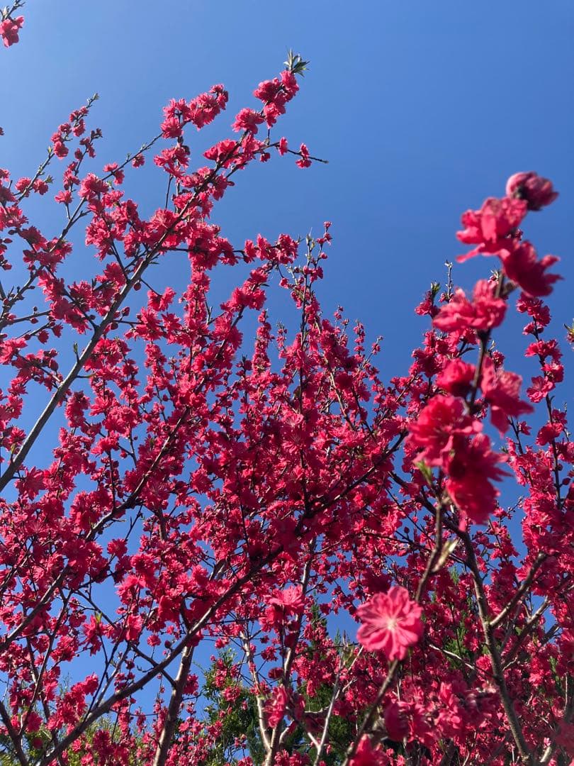 さくらんぼ　ニホンミツバチ　生ハチミツ　1120g