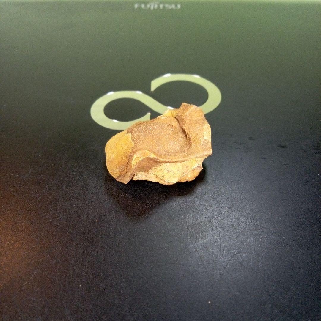 三葉虫　南米産　化石　fossil　ボリビア産　trilobite　南米化石郡⑩