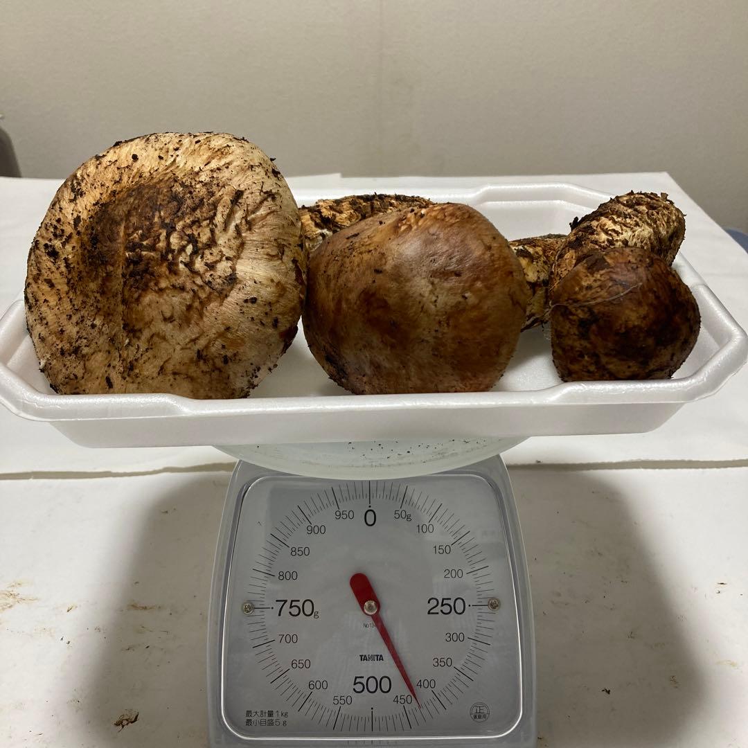 岩手県産　松茸　420g