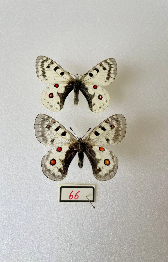 【珍品1ペア】パルナシウス/P.Phoebus golobinus（アラスカ産）