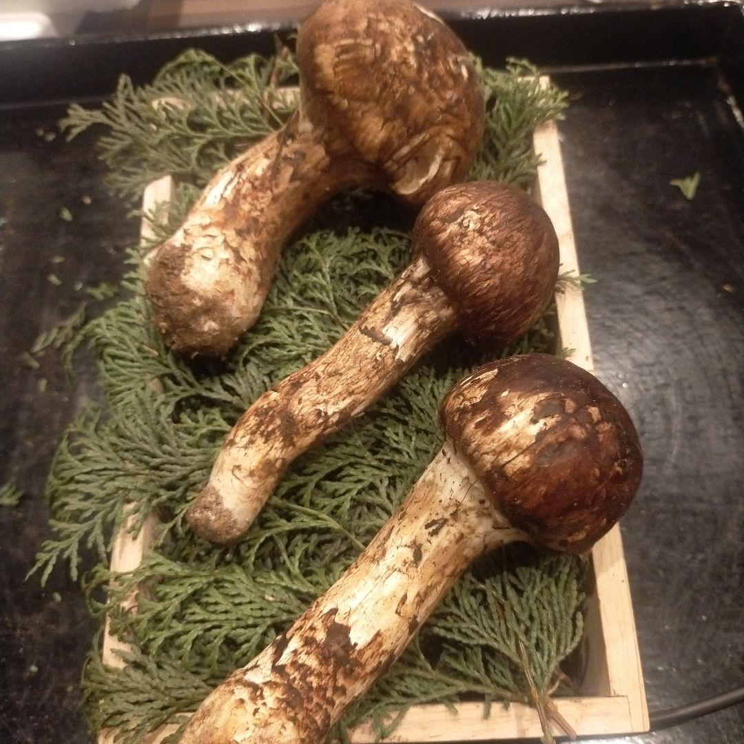 ②信州産 松茸　長野県　クール便　220g