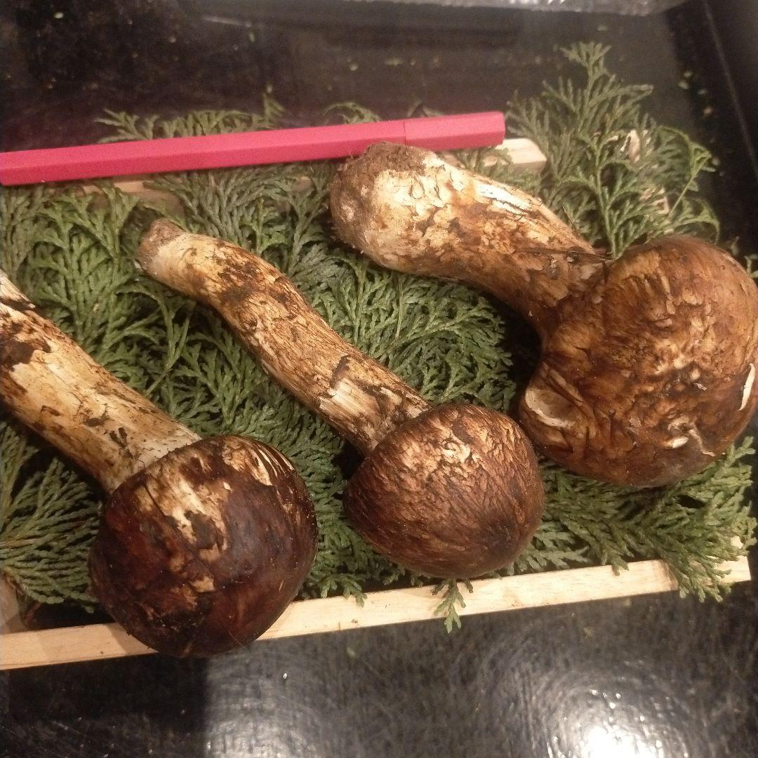 ②信州産 松茸　長野県　クール便　220g