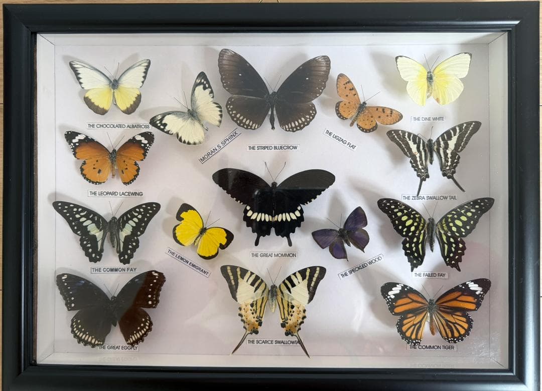 蝶の標本セット