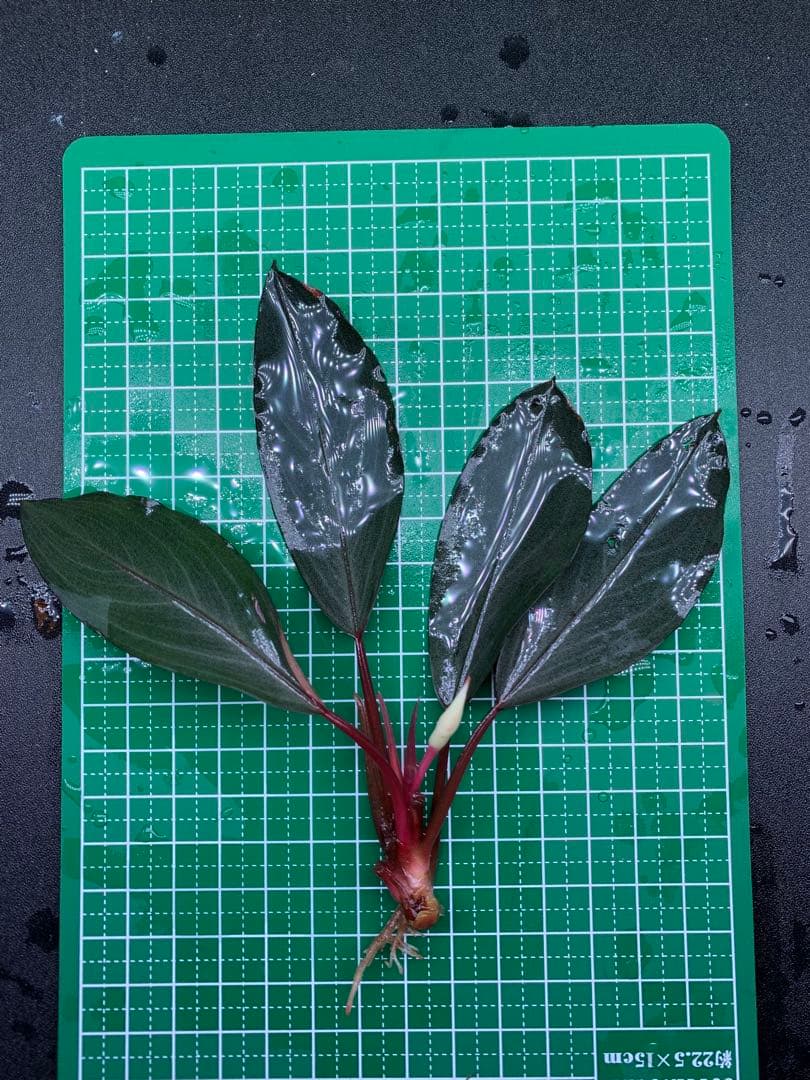水草 Bucephalandra Gholiat Silver Dark Gray