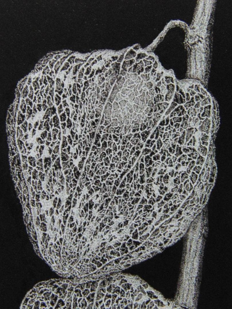 緒方洪章、【ほおずき】、希少な画集画、新品高級額・額装付、状態良好