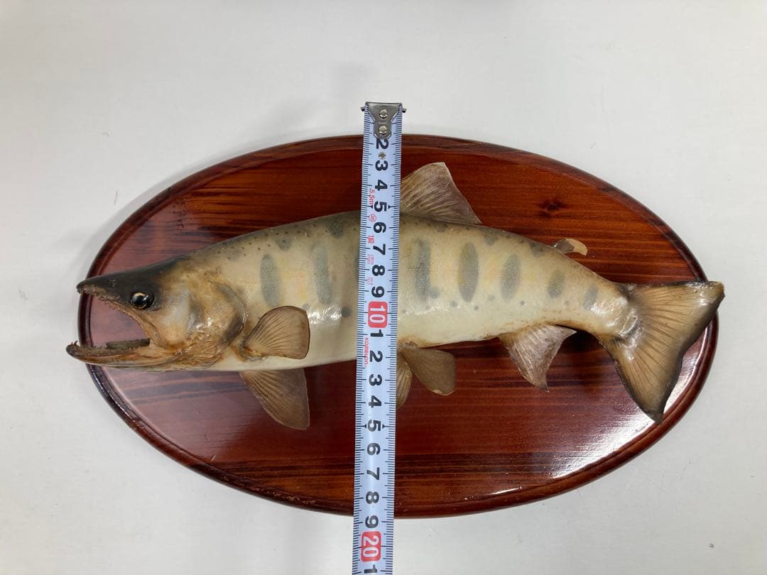 天然ヤマメ 剥製 壁掛け アンティーク 約30cm