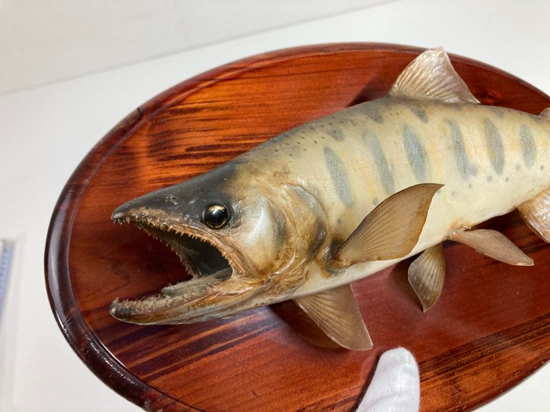 天然ヤマメ 剥製 壁掛け アンティーク 約30cm