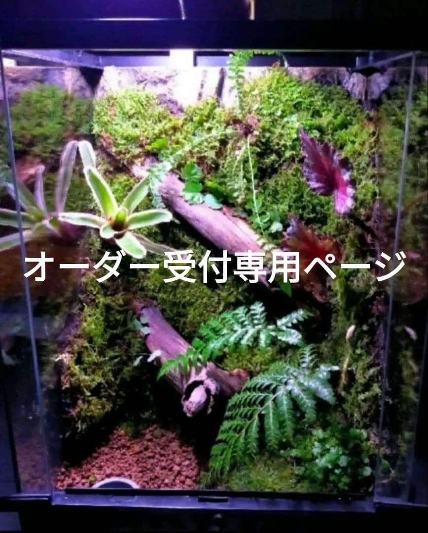 隠れ家付き！苔テラリウム生体飼育ケージ
