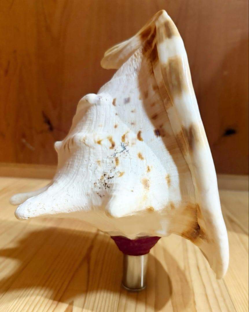 綺麗な大型肉厚トウカムリ 法螺貝　ほら貝　ホラガイ❣️