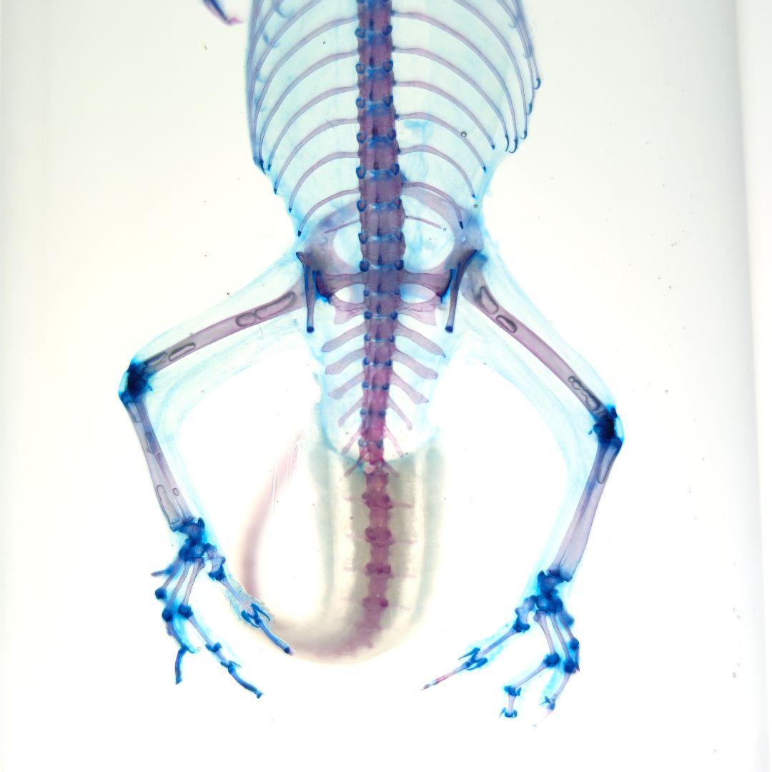 極美品【1点物】透明骨格標本ヒラオヤモリ① 約10cm