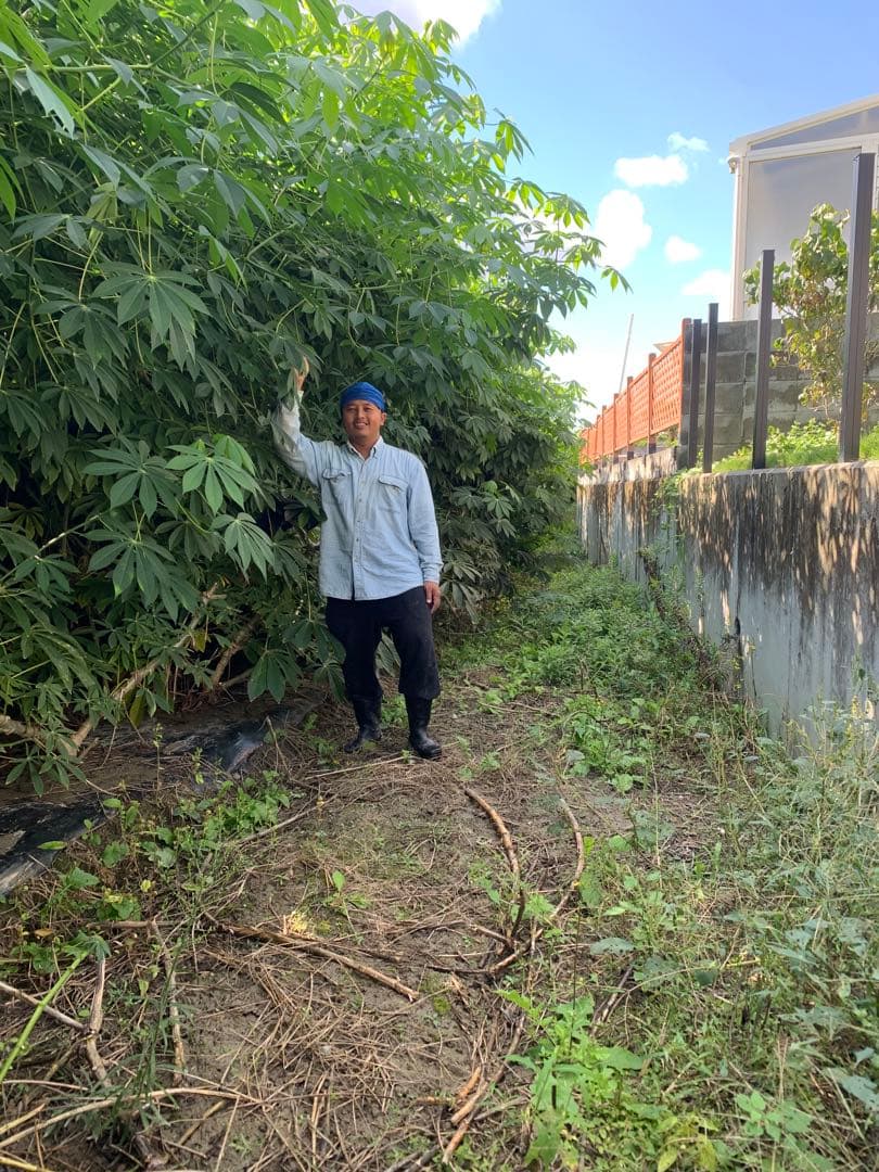 キャッサバ芋 22Kg 吉野川市産