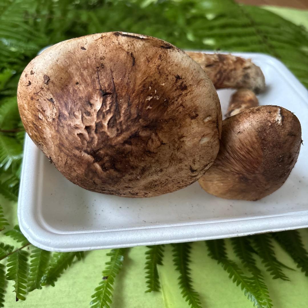 広島県産 松茸２本（168g）③