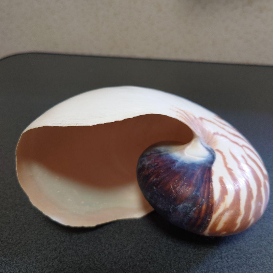 オウムガイの殻 3個セット