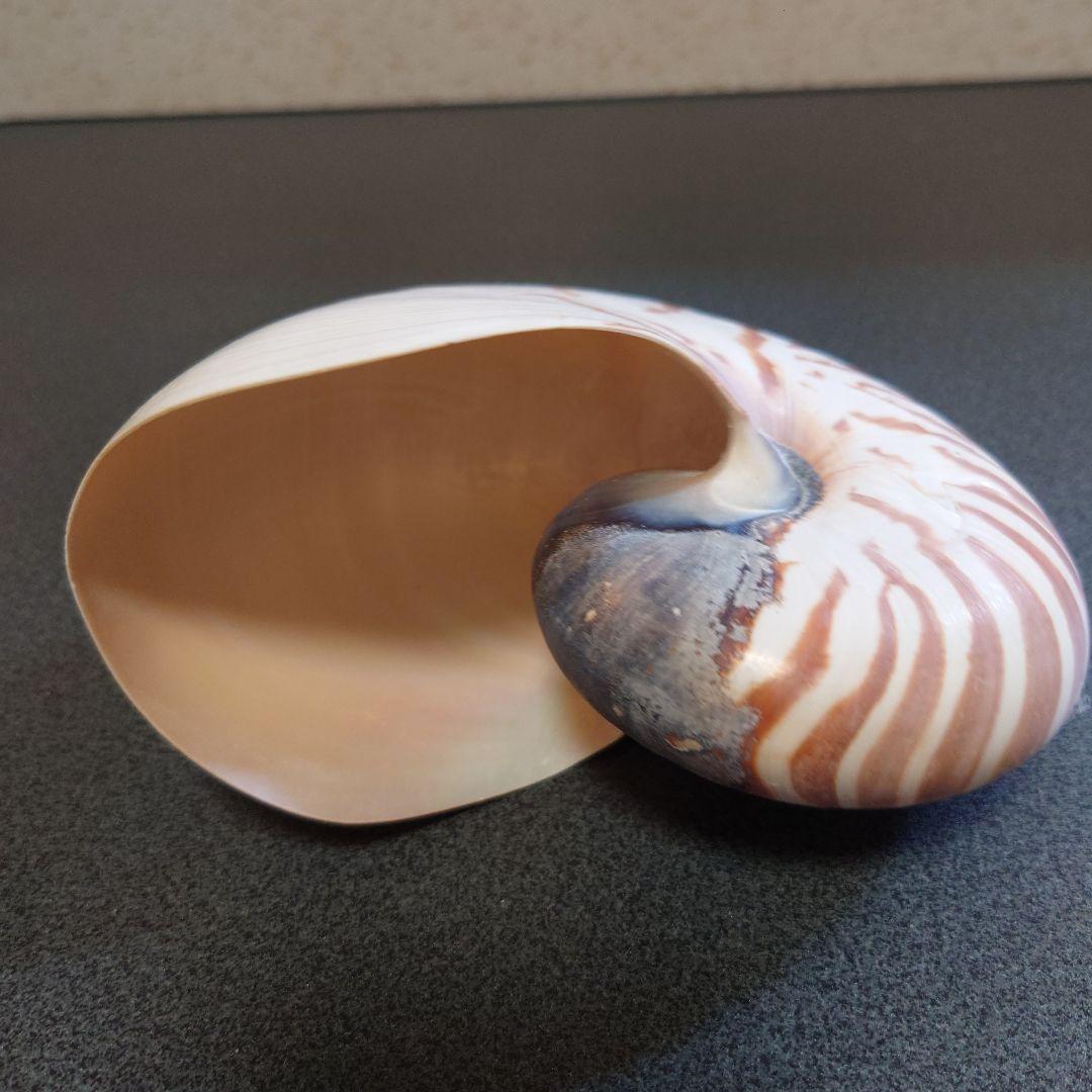 オウムガイの殻 3個セット