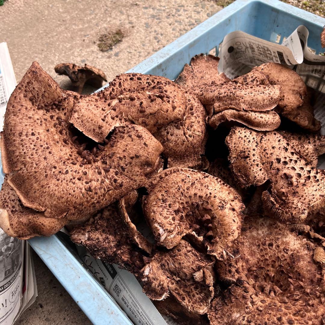 専用出品‼️天然香茸‼️広島産　2500g 10月18日採りたて