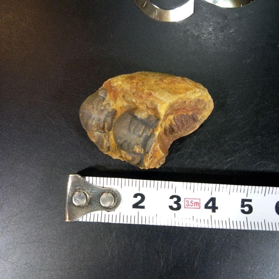 三葉虫　化石　fossil　ボリビア　trilobite　海生動物　三葉虫識別⑨