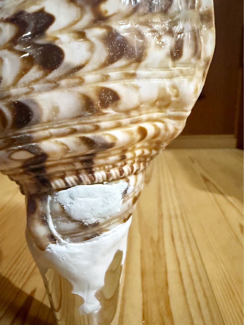 コンパクト修験道法螺貝　山伏　密教　魔除け　熊よけ❣️ホラガイ　ほら貝