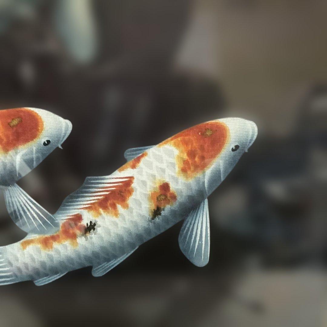 作者　海野春峰（うんのしゅんぽう）　「錦鯉」　美術名鑑評価　（最高傑作十号）