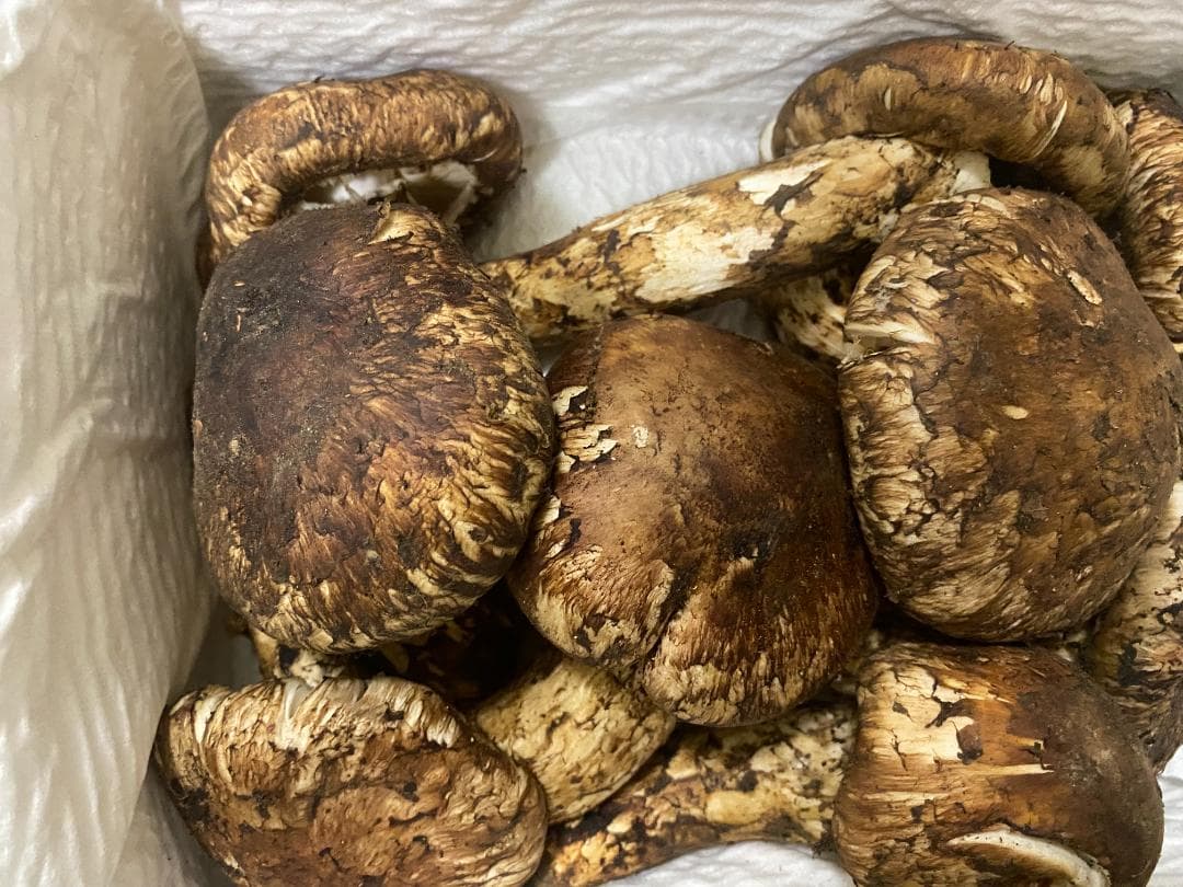 松茸終盤特売・早い者勝ち１ｋｇ