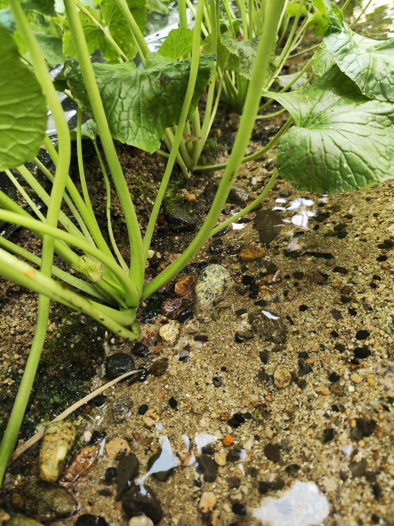 ✨ご注文後に収穫！生わさび 1kg✨ 安曇野産 生わさび わさび 茎付きわさび