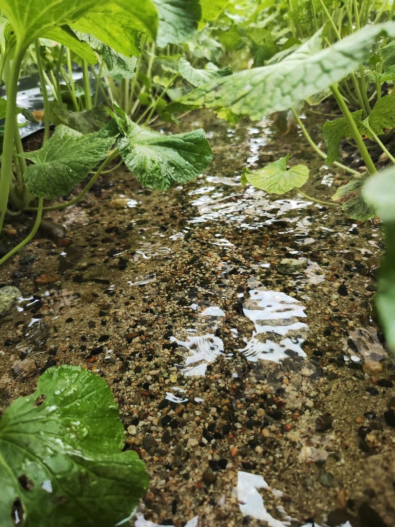 ✨ご注文後に収穫！生わさび 1kg✨ 安曇野産 生わさび わさび 茎付きわさび
