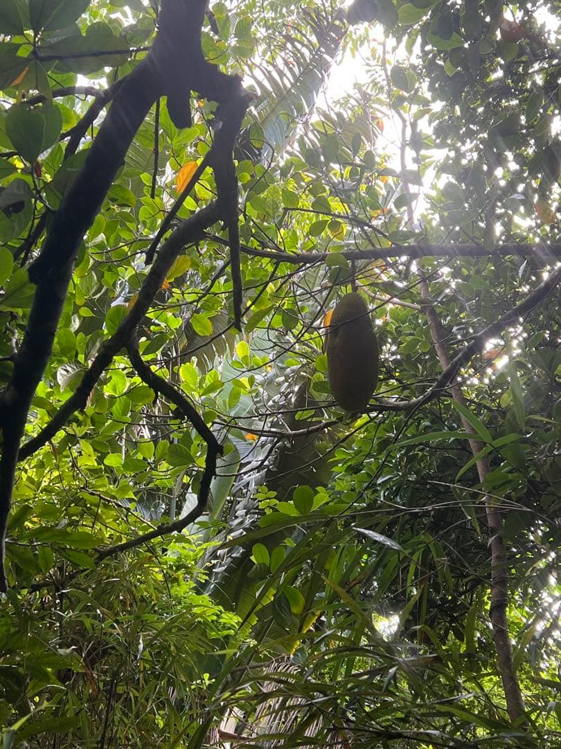 無農薬ジャックフルーツ (波羅蜜) 7kg西表島産