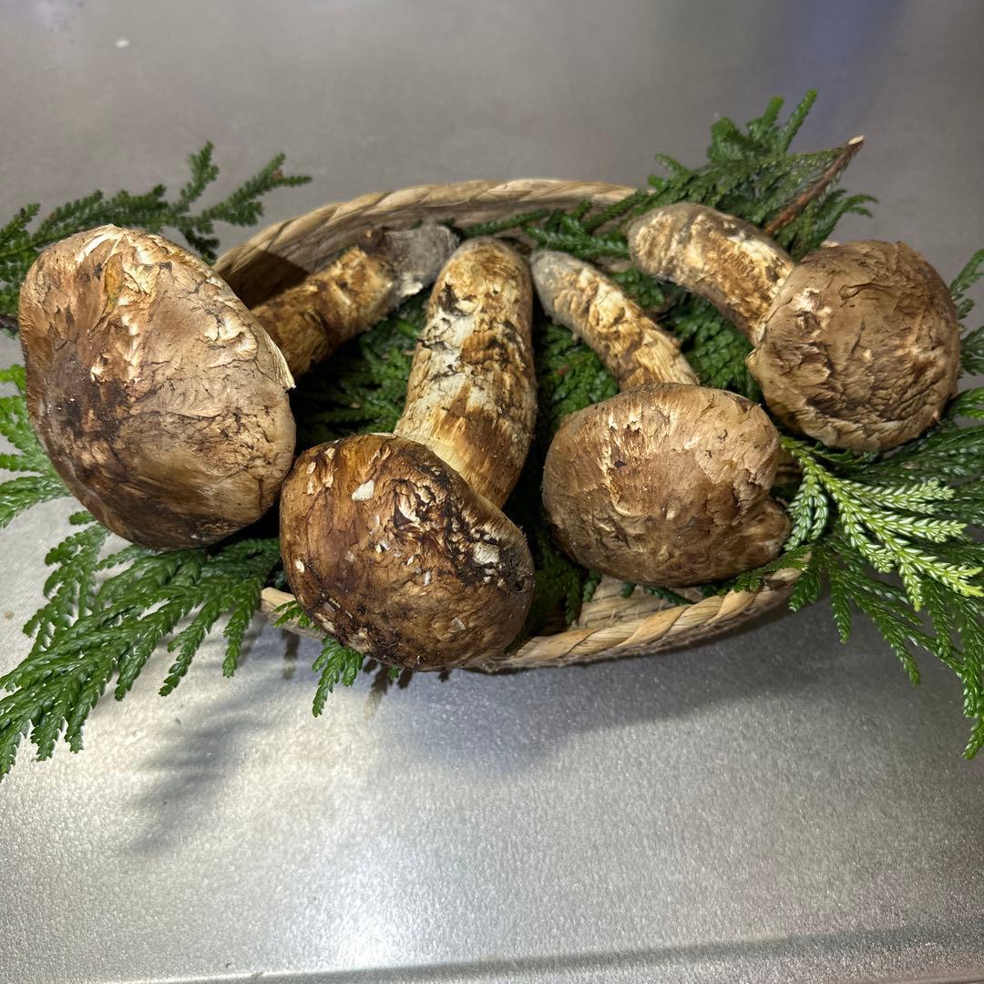 国産天然松茸‼️500g‼️10／18朝採れ‼️